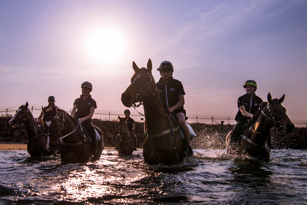 Horses wade towards the camera, the sun flaring behind them.