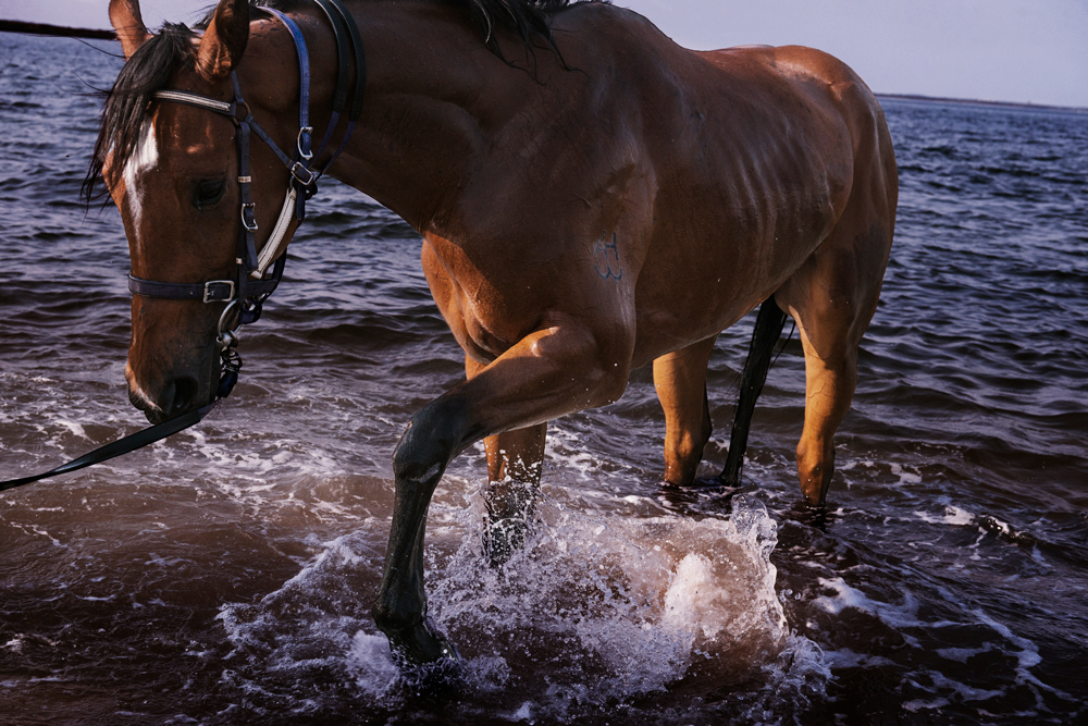 A horse splashes its hoof against a wave.