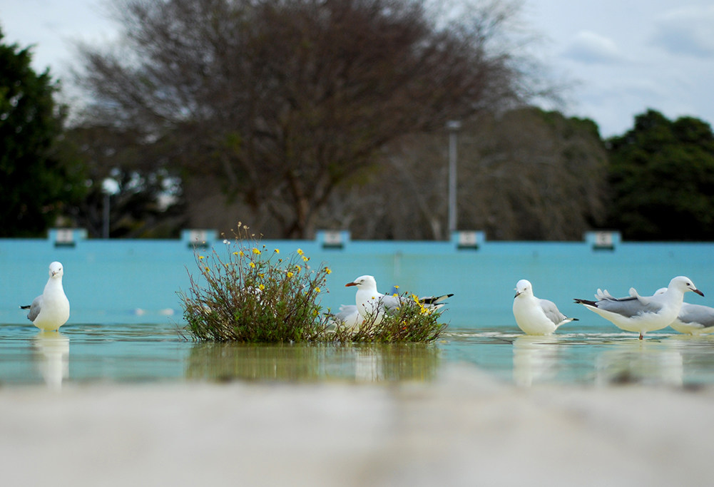 Prince Alfred Municipal Pool. Photography by Johnny Barker