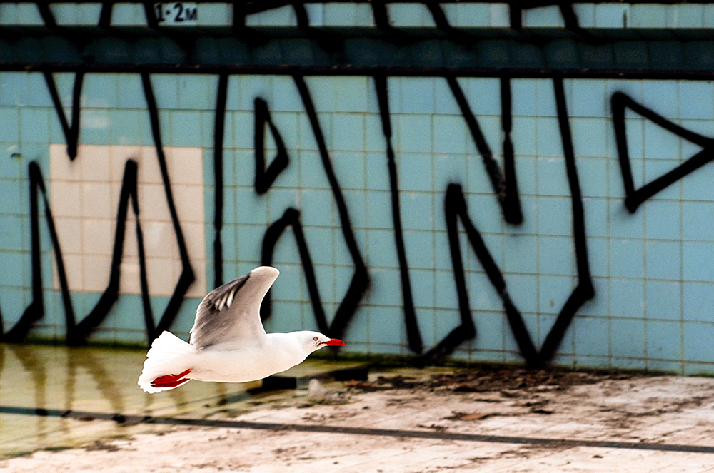 Prince Alfred Municipal Pool. Photography by Johnny Barker